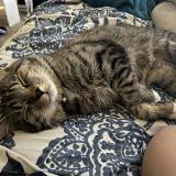 Picture of cat lost at Kuna