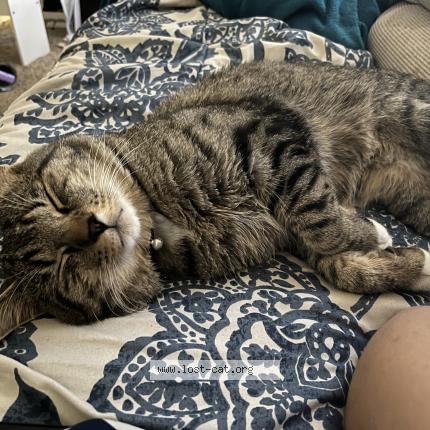 Photo 1/1 Milo Chat lost in Kuna