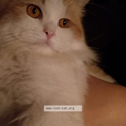 Photo 1/1 Reunited cat Lost in Abbottabad