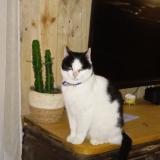 Picture of cat found at Caderousse