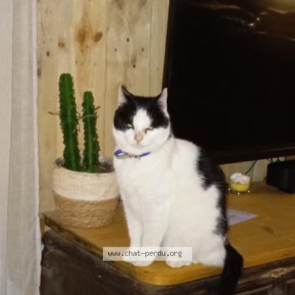 Photo 1/1 Found cat Found in Caderousse