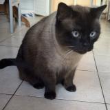 Picture of cat lost at Esquiule