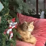 Picture of cat found at Loyes Sur Arnon