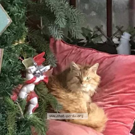 Photo 1/1 Found cat Found in Loyes sur arnon