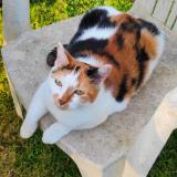 Picture of cat lost at Manneville La Pipard