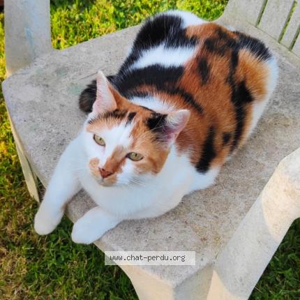 Photo 1/1 Chatus Chat lost in Manneville la pipard