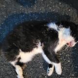 Picture of cat found at Amiens France