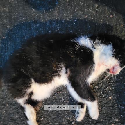 Photo 1/1 Found cat Found in Amiens france