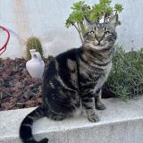 Picture of cat lost at La Valette Du Var
