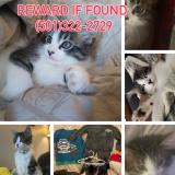 Picture of cat lost at Searcy