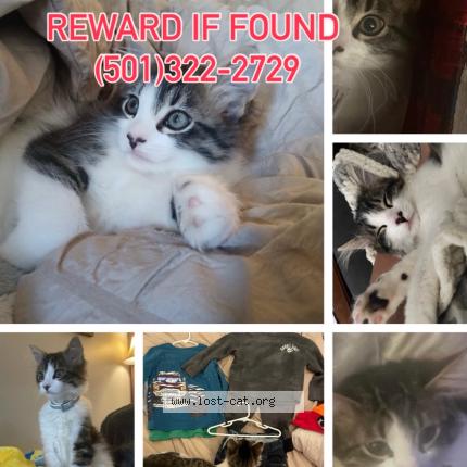 Photo 1/1 Caillou Chat lost in Searcy