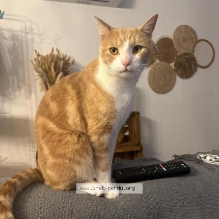 Photo 1/1 Kovu Chat lost in Saubrigues