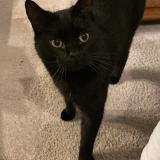 Picture of cat lost at Saint Jacques De Thouars