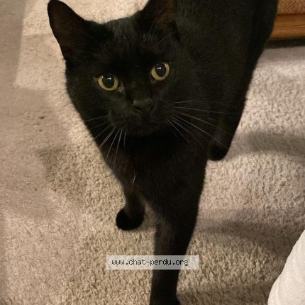 Photo 1/1 Edgar Chat lost in Saint jacques de thouars