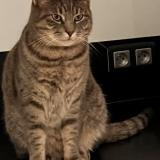 Picture of cat lost at Saint Medard En Jalles