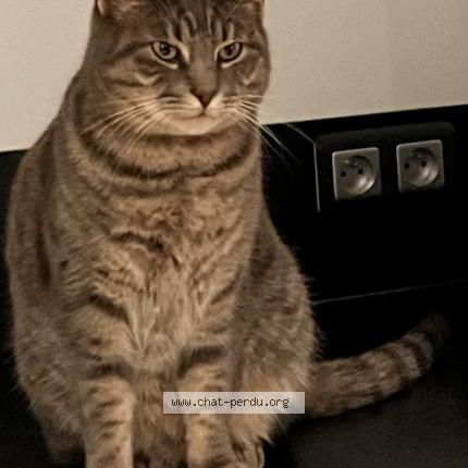 Photo 1/1 Rocky Chat lost in Saint medard en jalles