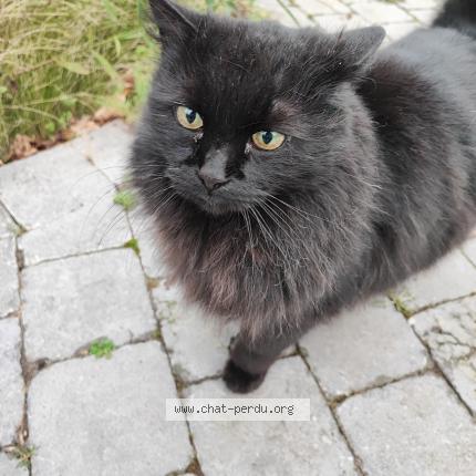 Photo 1/1 Chokotof Chat lost in Nivelles