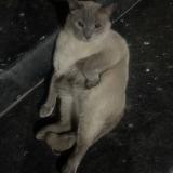 Picture of cat lost at Lahore