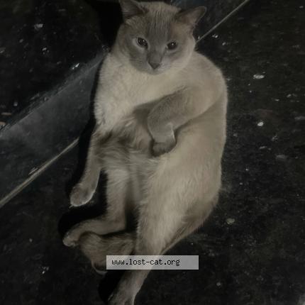 Photo 1/1 Candy Chat lost in Lahore