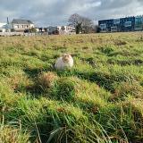 Picture of cat found at Saint Gregoire