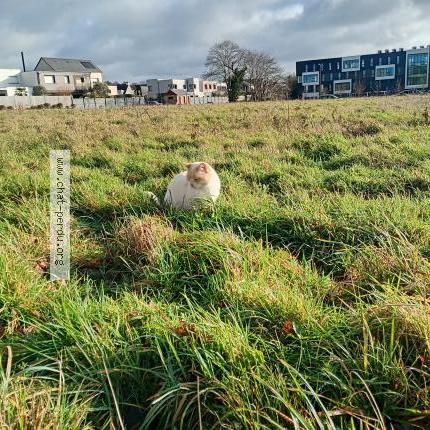 Photo 1/1 Found cat Found in Saint gregoire