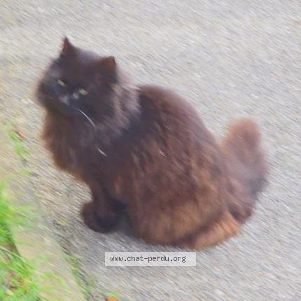 Photo 1/1 Found cat Found in Beauvais