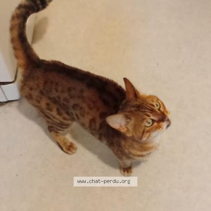 Photo 1/1 Reunited cat Found in Metz Tessy