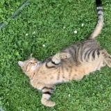 Picture of cat lost at Morangis