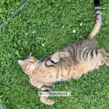 Photo 1/1 Attila Chat lost in Morangis