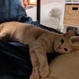 Picture of cat lost at Sete