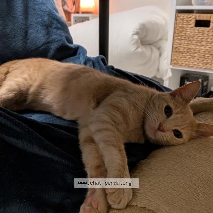 Photo 1/1 Ryu Chat lost in Sete