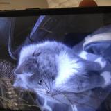 Picture of cat lost at Beaverton