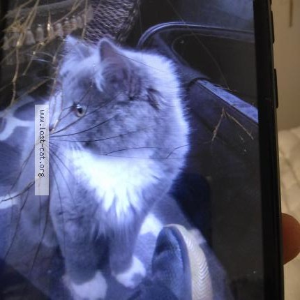 Photo 1/1 Tom Cat lost in Beaverton