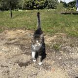 Picture of cat lost at Morvillars