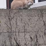 Picture of cat found at Arcueil