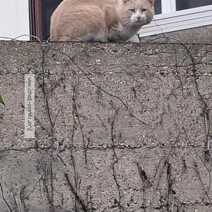 Photo 1/1 Found cat Found in Arcueil