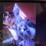 Picture of cat lost at Beaverton