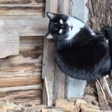 Picture of cat found at Plumaudan