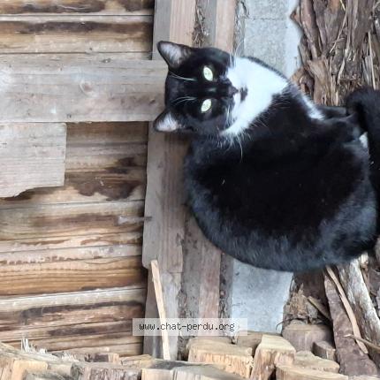 Photo 1/1 Found cat Found in Plumaudan