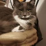 Picture of cat lost at Bergerac