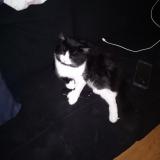 Picture of cat lost at Saint Eustache