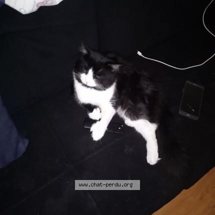 Photo 1/1 Oreo Chat lost in Saint eustache