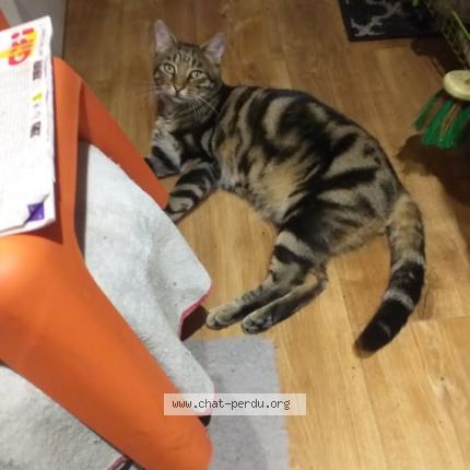 Photo 1/1 Bicho Chat lost in Herblay sur seine