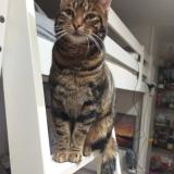 Picture of cat lost at Herblay Sur Seine