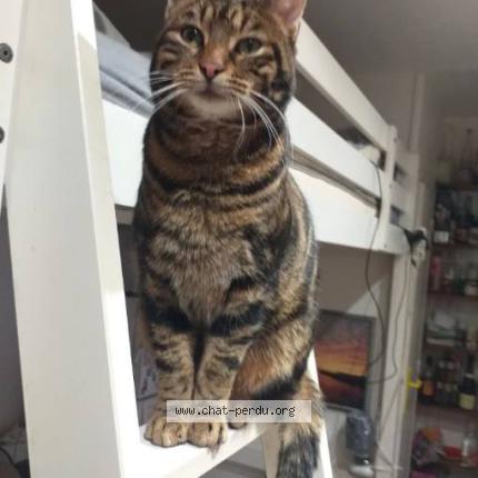 Photo 1/1 Bicho Chat lost in Herblay sur seine