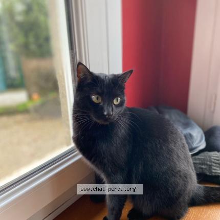 Photo 1/1 Plume Chat lost in Saint marie laumont