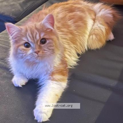 Photo 1/1 Rosa Chat lost in Rheinbach