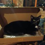 Picture of cat lost at St Pierre Des Ormes