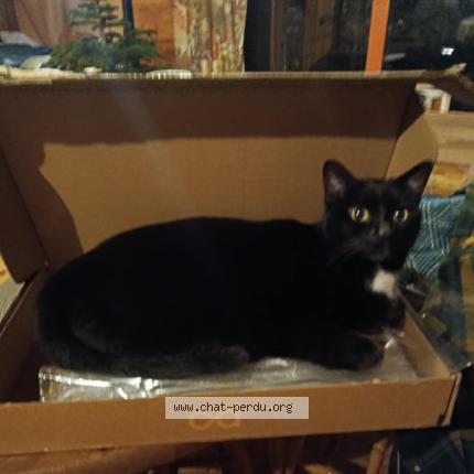 Photo 1/1 Sokette Chat lost in St pierre des ormes