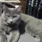 Picture of cat lost at Vaujours